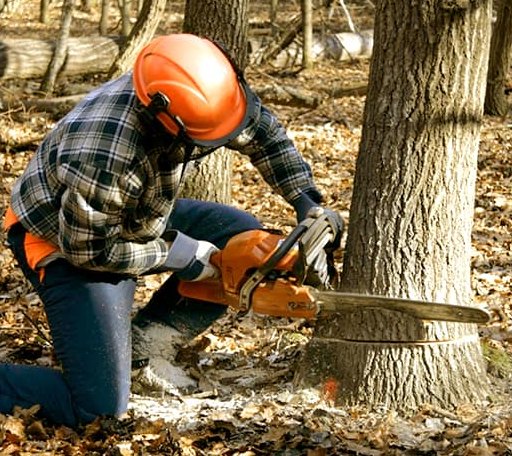 Tree Removal in Calliham, TX